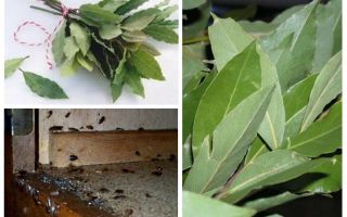 Cum se folosește frunza de dafin împotriva gândacilor