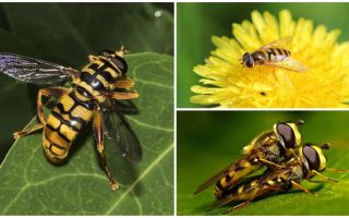 Wasp flyger som en vesp