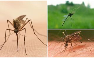 Intressanta fakta om myggor