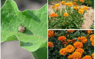 Colorado Patates Böceği Patlıcan nasıl korunur ve korunur