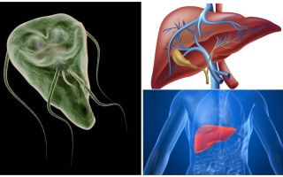 Karaciğerde Giardia - belirtileri ve tedavisi