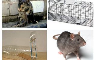 Comment faire sortir des rats d'une maison privée
