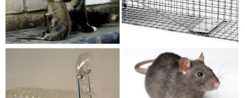 Hoe te om ratten uit een privé huis te krijgen