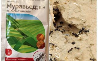 Ant lék Anteater instrukce a recenze