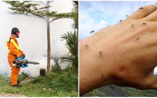 Moyens de traitement de la zone des moustiques et des tiques