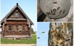 Làm thế nào để có được những con ong ra khỏi nhà gỗ và những nơi khác