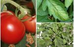 Rệp trên cà chua - những gì để xử lý và làm thế nào để chiến đấu