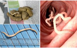 Hoe zien spoelwormen eruit in menselijke uitwerpselen?