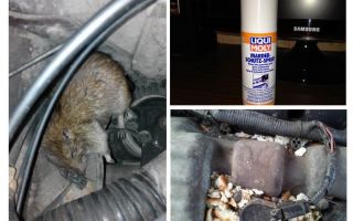 Spruta råttor för bilen