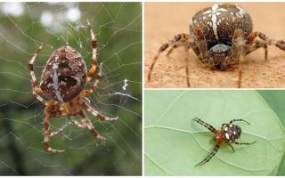 Descrizione e foto del ragno crociato