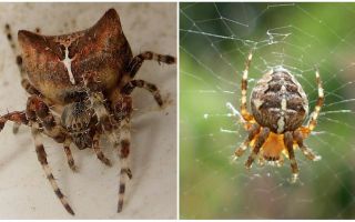 Spider jog: fotografie și efecte după o mușcă