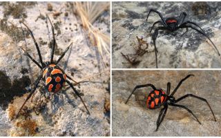 Beskrivning och bilder av Kazakstan spindlar