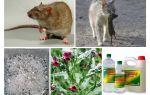 Hur man tar bort råttor från barnläkemedlet