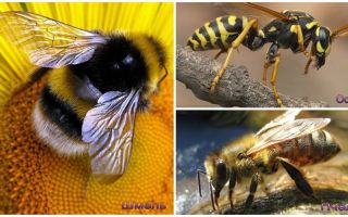 ความแตกต่างของแตน, ผึ้งและผึ้ง