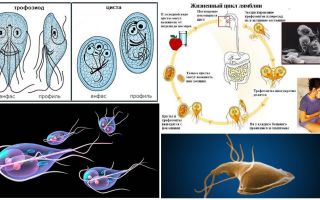 Livscykel av Giardia och behandling av cystor