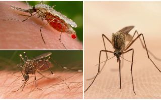Hoeveel muggen heb je nodig om al het bloed te drinken