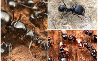 Žací mravenci