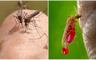 Sivrisinekler nereden geliyor