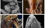 Những gì bọ chét trông giống như trong hình ảnh: giống của họ và các tính năng cấu trúc