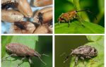 Beetle weevil och dess larver