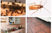 Sbarazzarsi degli scarafaggi nell'appartamento una volta per tutte