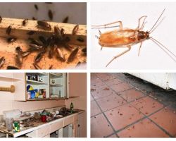 Да се ​​отървете от хлебарки в апартамента веднъж завинаги