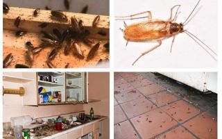 Co dělat, když jste v kuchyni viděli švába