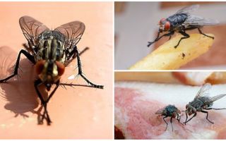 Perché le mosche si sfregano le zampe