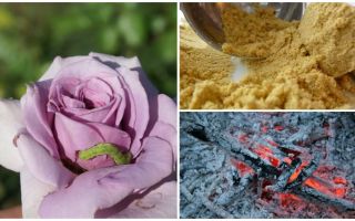Cum se pulverizează trandafiri din omizi și afide