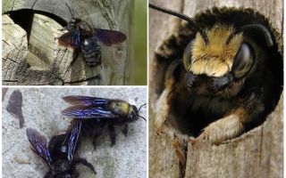 Hoe houten bijen uit een houten huis te verwijderen