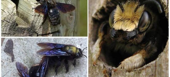 Ahşap arılar bir ahşap evden nasıl kaldırılır