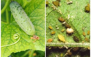 Vad och hur man hanterar bladlöss på gurkor i växthus och öppna fält