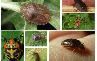 ประเภทและชนิดของ bedbugs