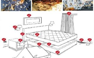 Hur man självständigt hanterar bedbugs i lägenheten