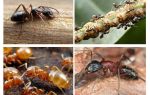 Trädgårds myror skadar och gynnar