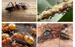 Bahçe karıncaları zarar ve yarar