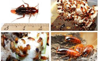 Caratteristiche allevamento scarafaggi turkmeni