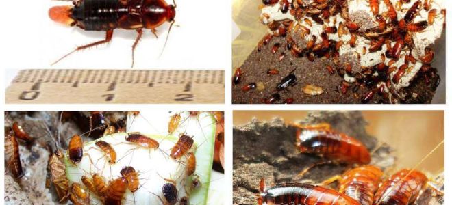 Caratteristiche allevamento scarafaggi turkmeni