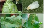 실내 식물의 해충 : 사진 및 대책
