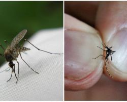 Come allevare e quante zanzare vivono