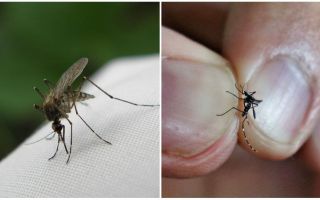 Hoe te kweken en hoeveel muggen leven