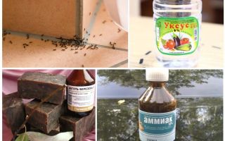 Bir evde ya da apartmanda karıncalar mücadele