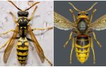 Sự khác biệt giữa hornet và ong là gì