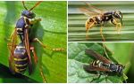 Descrizione e foto di una vespa di carta