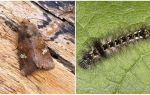 Beskrivning och foto av fjärilar och larver skopar hur man kämpar