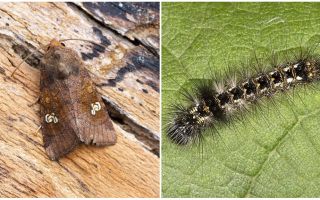 Beskrivning och foto av fjärilar och larver skopar hur man kämpar