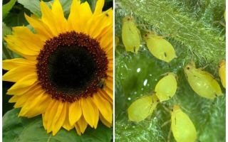 Hoe om te gaan met bladluizen op zonnebloem