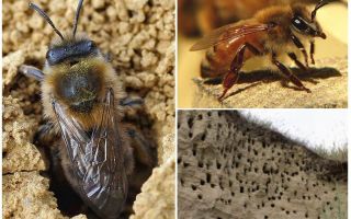 Comment supprimer les abeilles terrestres du site