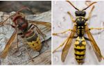 Mô tả và hình ảnh của hornets