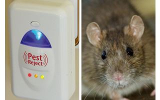 Pest Redzhekt répulsif à ultrasons rongeurs et insectes